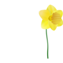 Daffodil